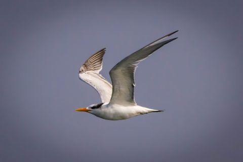 Elegant Tern photographed by Andrew McElfresh
