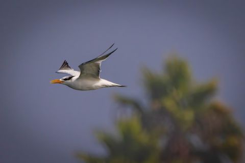 Elegant Tern photographed by Andrew McElfresh